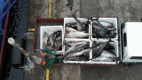 tuna fishing boat fishing in the atlantic ocean in the azores. unloading big tunas.