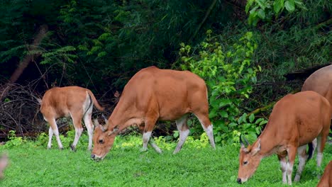 El-Banteng-O-Tembadau,-Es-Un-Ganado-Salvaje-Que-Se-Encuentra-En-El-Sudeste-Asiático-Y-Se-Extinguió-En-Algunos-Países