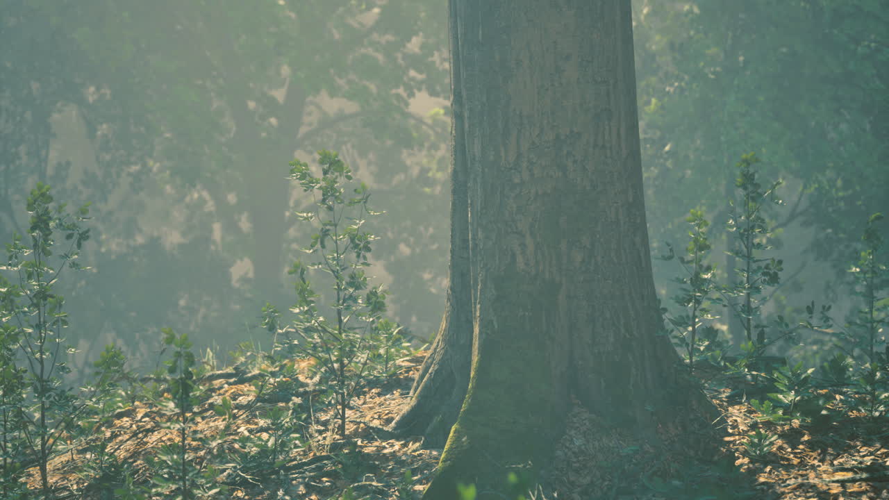Majestic tree stands tall amidst lush greenery and soft morning light