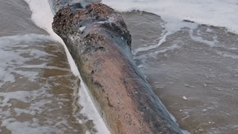 Waves-rolling-over-a-rotting-tree-log-on-the-beach--Close-up