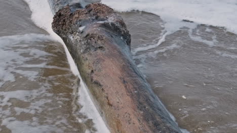 waves rolling over a rotting tree log on the beach -close up