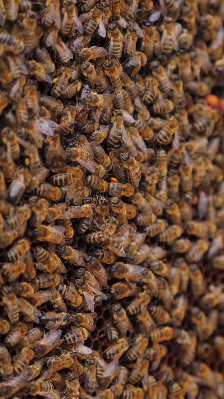 Working bees on honey cells. Many useful insects on frame near hive. Selective focus. Vertical video