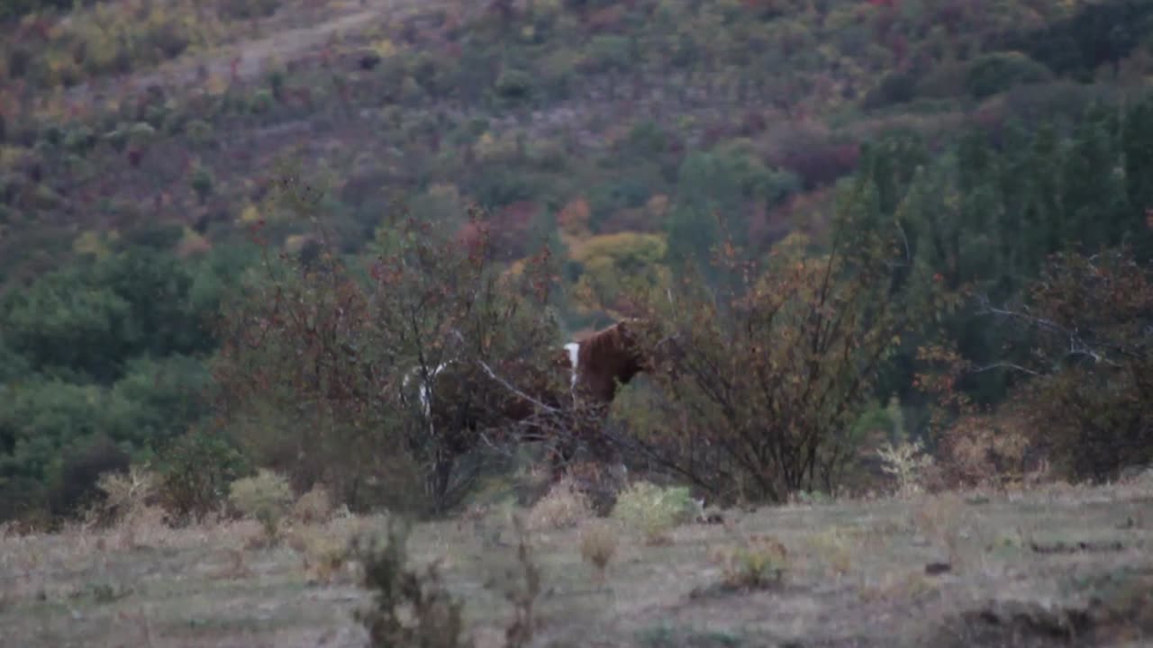 caballo en un paisaje forestal
