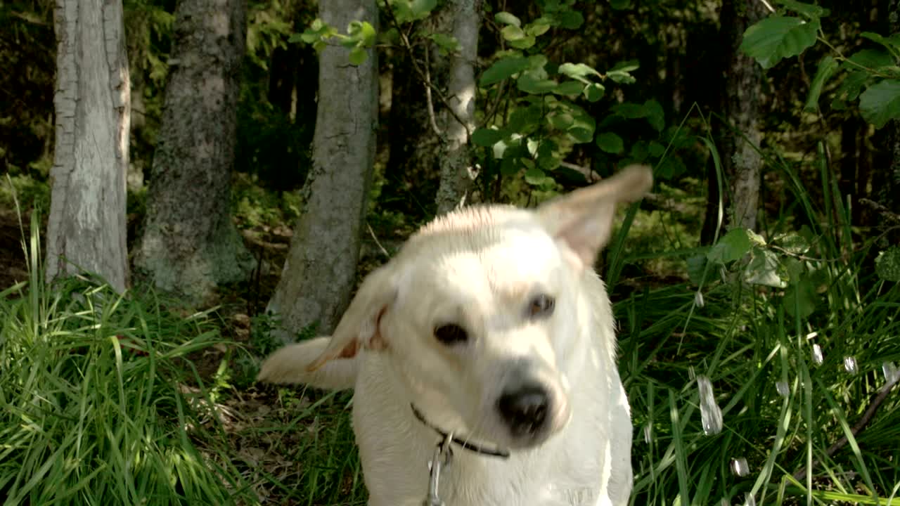하 라브라도르 리트리버 개가 물을 마시고 있는 모습 (f.s. 700 odyssey 7q4k)