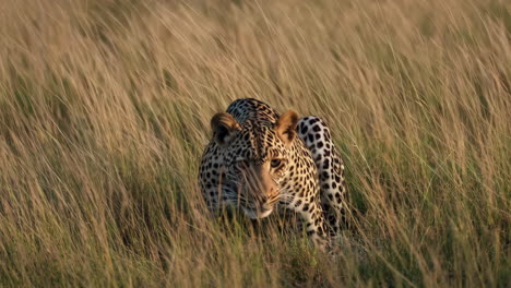 leopard in the grass