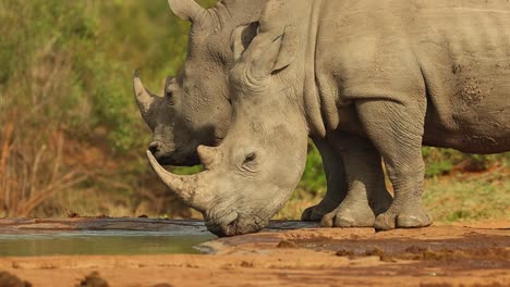 a low-angle medium close-up of two white rhinos drinking