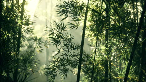 Green-bamboo-in-the-fog-with-stems-and-leaves