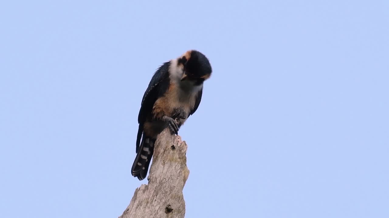 검은 허벅지 매는 아시아 일부 국가의 숲에서 발견되는 가장 작은 맹금류 중 하나입니다.