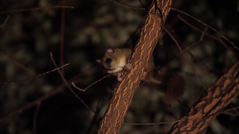 Essbare-Siebenschläfer-Oder-Fette-Siebenschläfer-Glis-Glis-Auf-Einem-Ast-Während-Der-Nacht-Aus-Nächster-Nähe