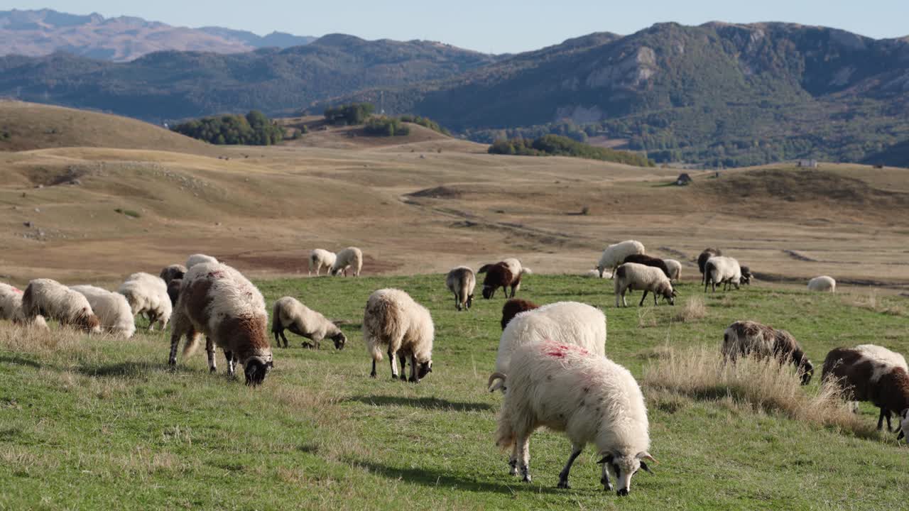 Pecore autoctone che pascolano su un pascolo di montagna. Inquadratura statica.