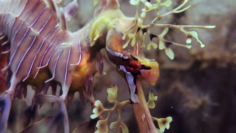 leafy sea dragon with eggs macro close ups 4k slow motion