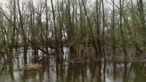 Slow-moving-drone-shot-of-trees-standing-and-laying-in-water