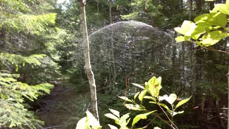 spider web sphere in a tree on an old decommissioned logging road - thunder mountain, vancouver island, bc, canada