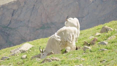 mountain goats on top of mount bierstadt, colorado