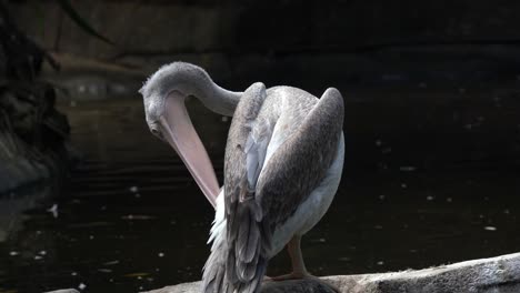 obserwacja ptaków z bliska ujęcie pelikana różowogrzbietego, pelecanus rufescens z szarawym upierzeniem, zajętego czyszczeniem i czyszczeniem piór dziobem nad bagnem w rezerwacie ptaków