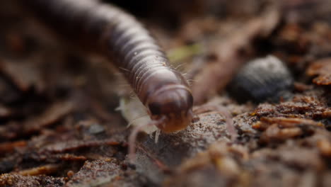 blunt-tailed snake millipede crawling across forest floor over another bug