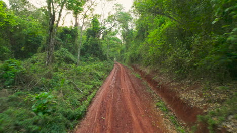 Un-Magnífico-Camino-De-Tierra-En-Medio-De-La-Jungla