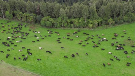 Cows-walking-on-green-grass-near-edge-of-native-New-Zealand-forest