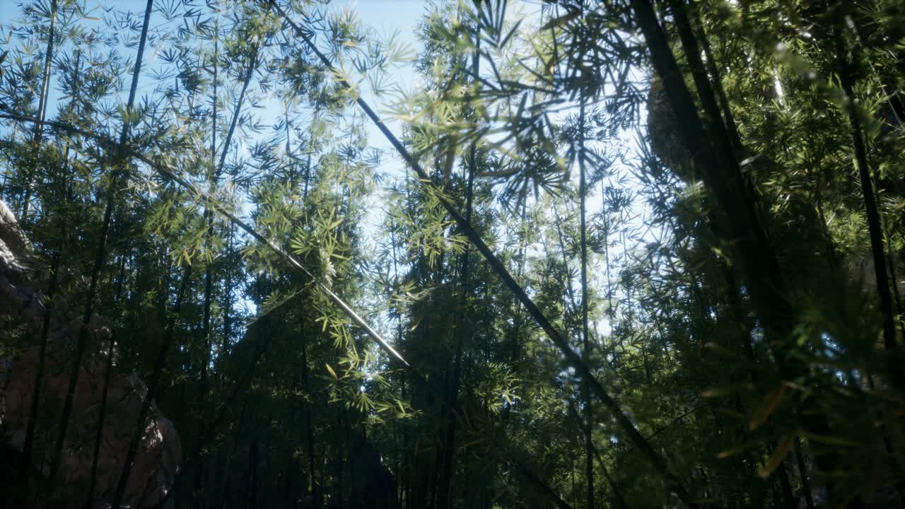 말레이시아 의 열대 열대 우림 에 있는 대나무 의 풍경