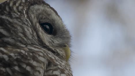 closeup portrait of adult barred owl looking off into distance