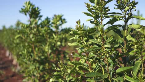 Vista-De-Rotación-Lenta-Alrededor-De-La-Planta-De-Yerba-Mate-En-Una-Plantación-Sudamericana