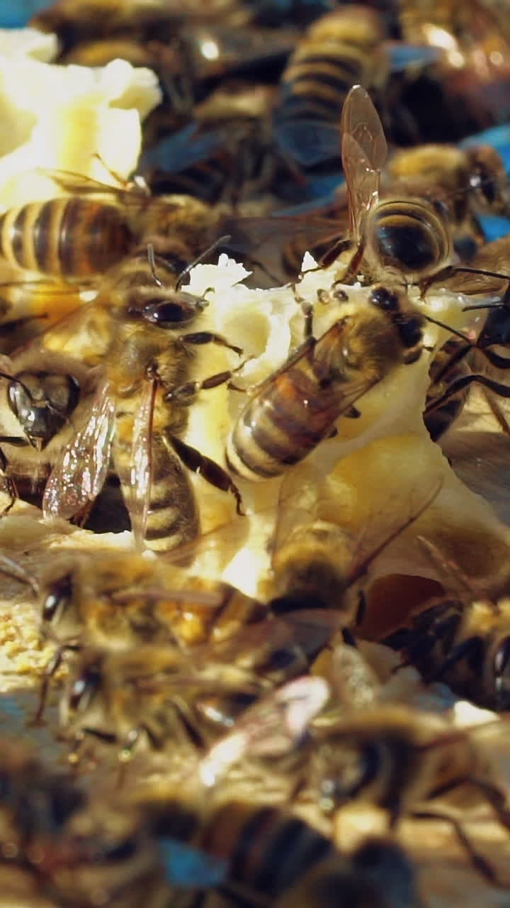 Frames of a beehive. Working bees in a hive. Bees turn nectar into honey. Slow motion. Vertical video