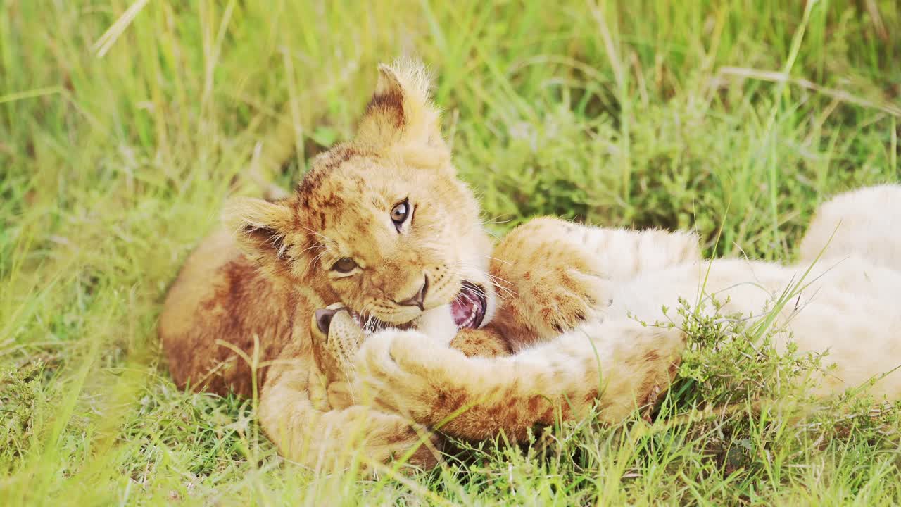 slow motion van leeuwenkinderen die spelen in afrika, grappige baby dieren van schattige jonge leeuwen in het gras op afrikaanse wildlife safari in masai mara, kenia in masai mara national reserve groene grassen
