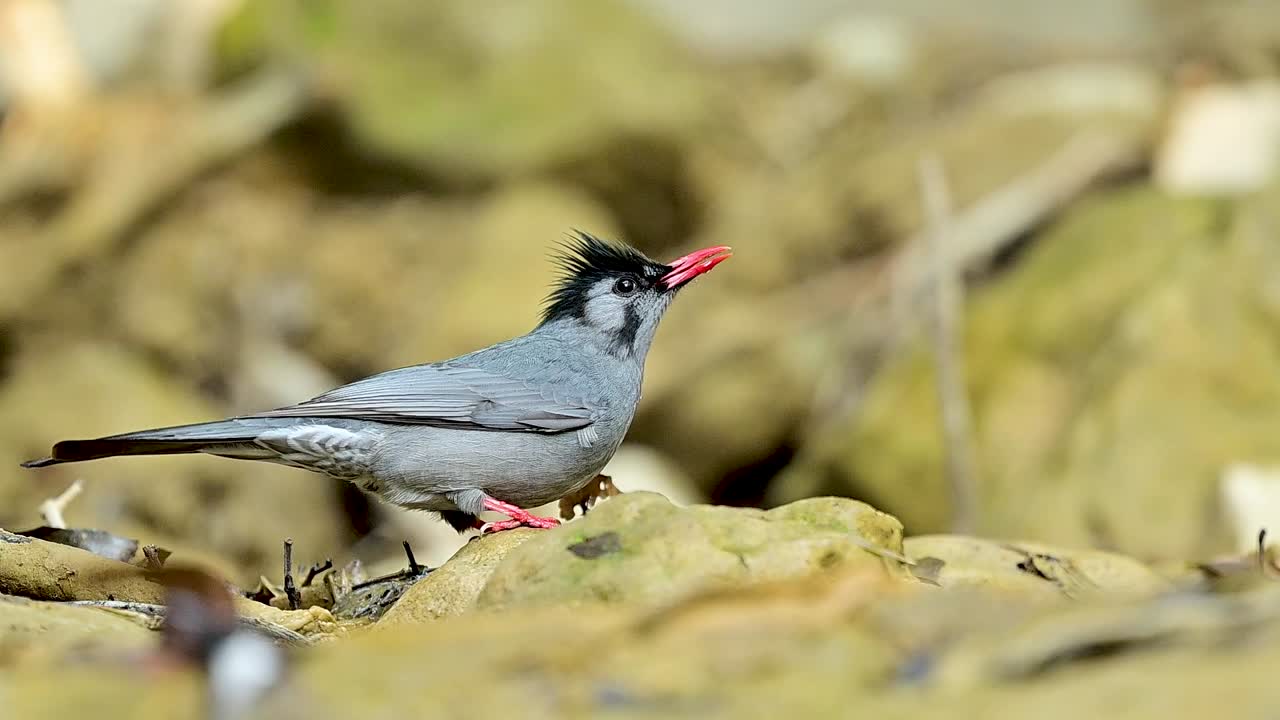 La serena bellezza di questo uccello di montagna è messa in risalto in questa osservazione ad alto contrasto e atmosferica presso un ruscello nascosto nella giungla.