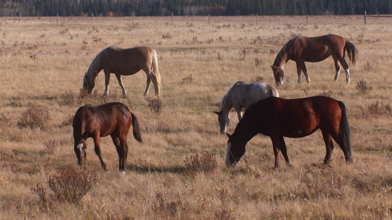 Horses together grazing on field in autumn