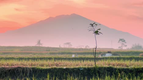 Beautiful-rice-fields-during-sunrise-with-silhouette-of-mountain-in-horizon