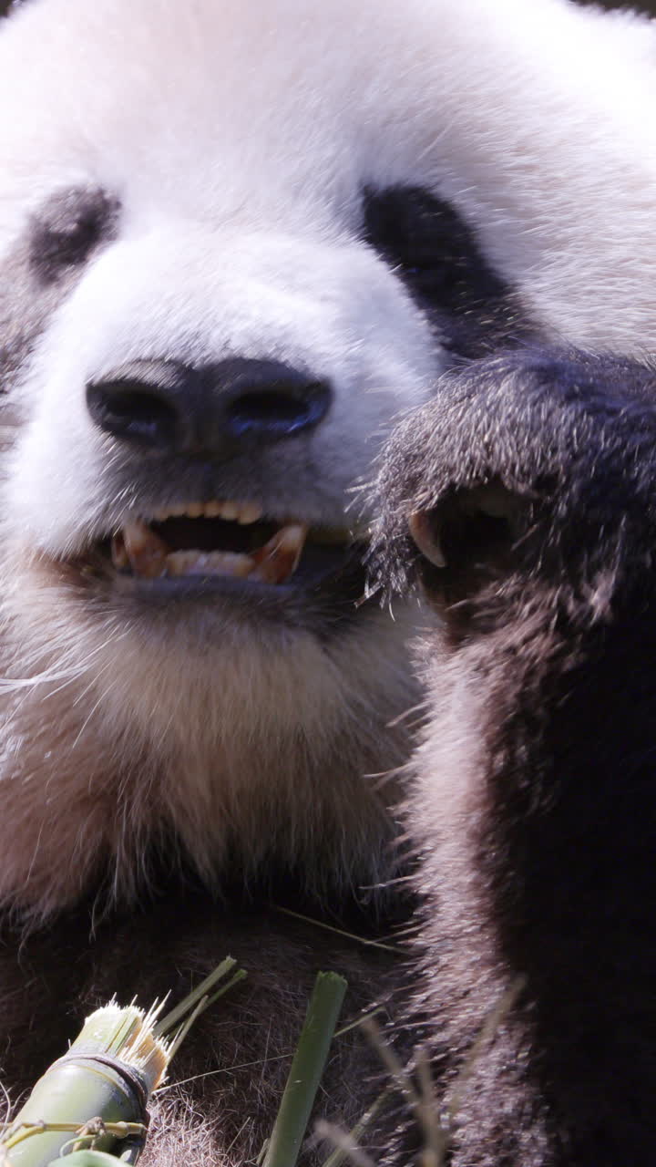 A close up of a panda eating in vertical