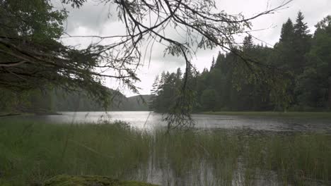 wet rainy day, rain falling on forest lake, grey overcast day