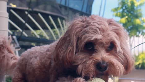 excited puppy cavapoo dog guarding a ball and looking up to the camera