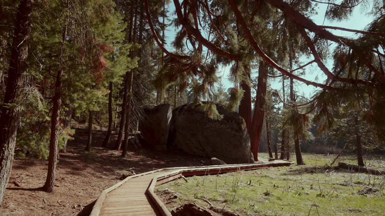 Scenic Forest Pathway with Wooden Boardwalk
