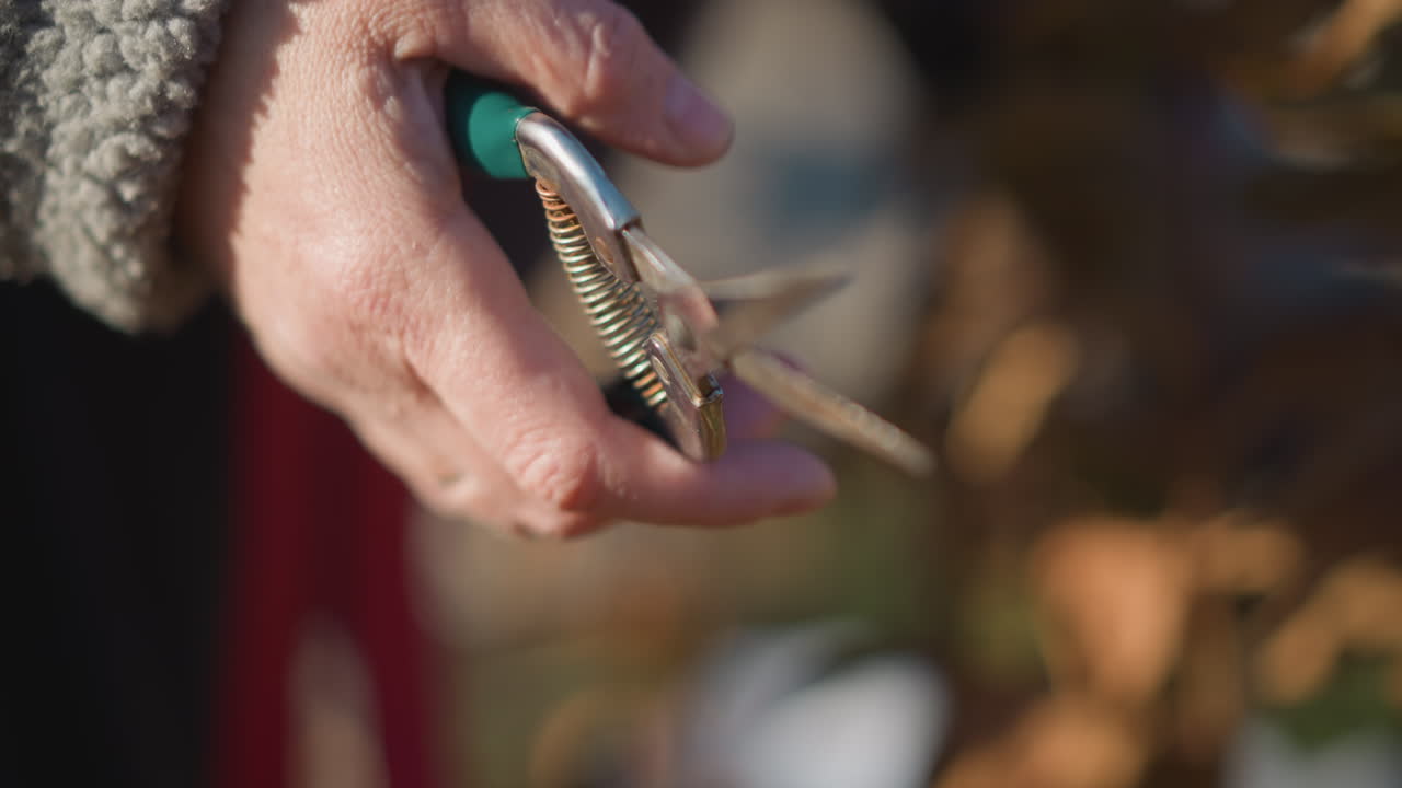 Closeup hands holding pruning shears outdoors, homeowner trims stems in backyard garden, fleece sleeve and wedding ring visible, soft autumn light and warm tones, calm careful motion