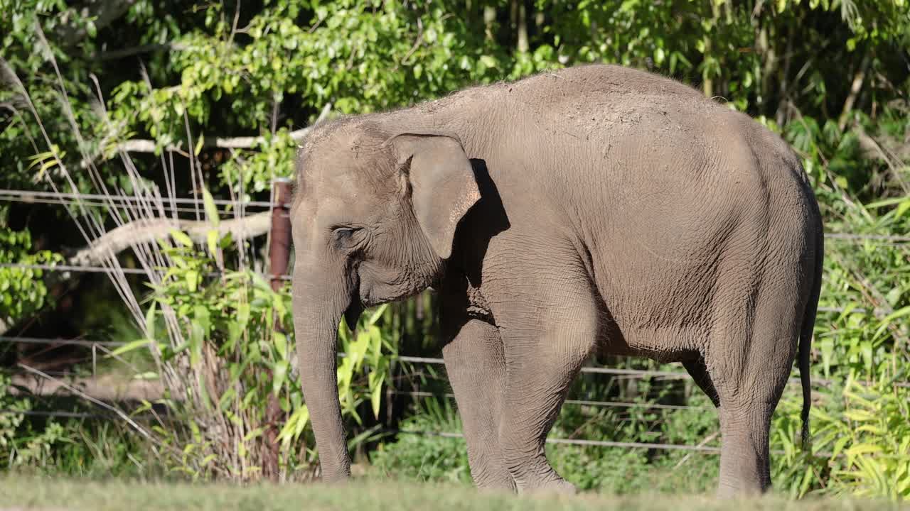 elefante caminando e interactuando con el entorno