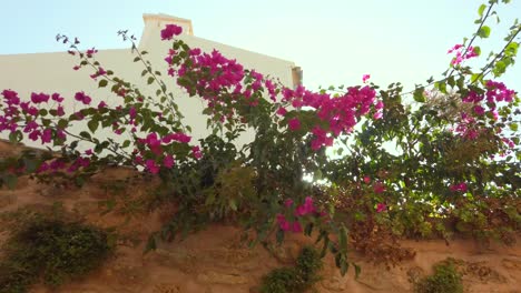 bougainvillea with violet flowers on a wall in alcúdia, this plant from south america is found commonly on the mediterranean basin