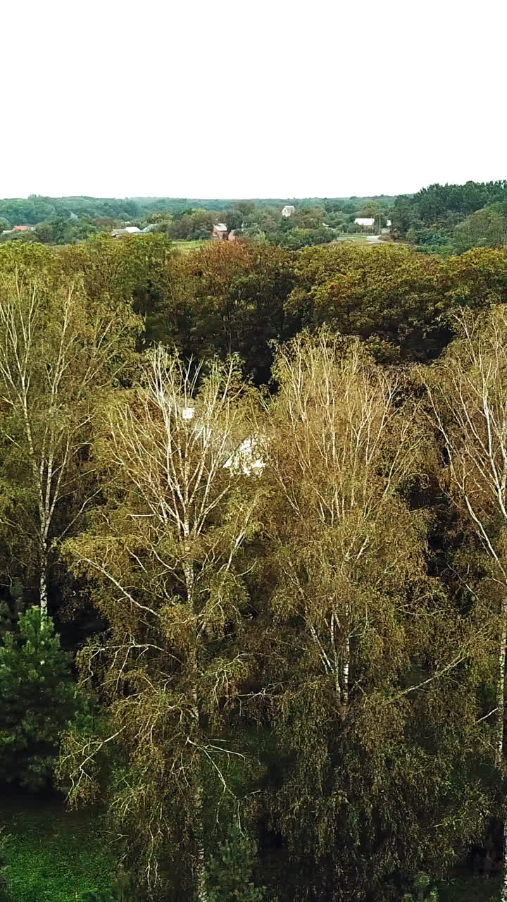Drone shot aerial view of autumn trees in the park. Beautiful landscape of natural background at day. Aerial view. Camera moves right. Vertical video