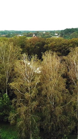 drone shot aerial view of autumn trees in the park. beautiful landscape of natural background at day. aerial view. camera moves right. vertical video