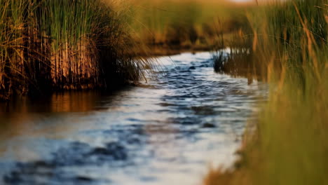 tranquil stream flowing through tall grass at golden hour
