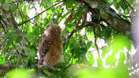 Die-Buffy-Fish-Owl-Ist-Eine-Große-Eule-Und-Doch-Die-Kleinste-Unter-Den-Vier-Fischeulen