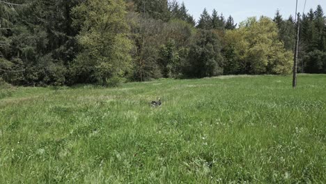 Border collie running and fetching in lush green meadow, bounding with energy near forest edge under bright sunlight, embodying pure canine joy and freedom of outdoor play