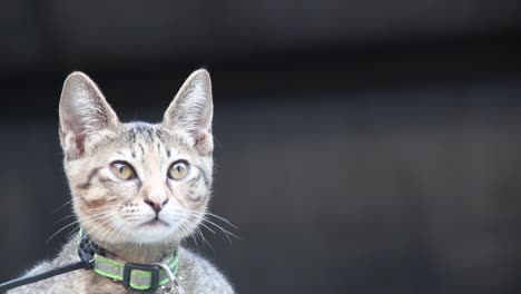 cute, gray kitten sightseeing and looks very curious with the surroundings