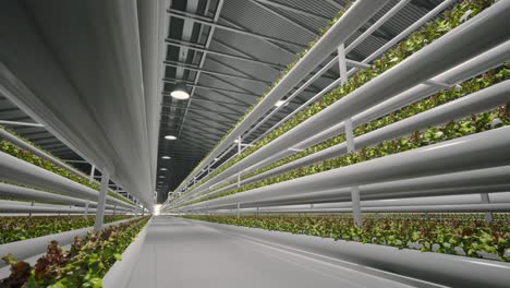 modern vertical hydroponic farm