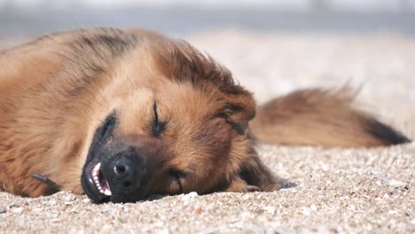 lazy dog relaxing and sleeping on sand beach