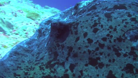 close-up-of-black-spotted-stingray-with-cleaner-fish-cleaning-its-gill-while-swimming-over-coral-reef