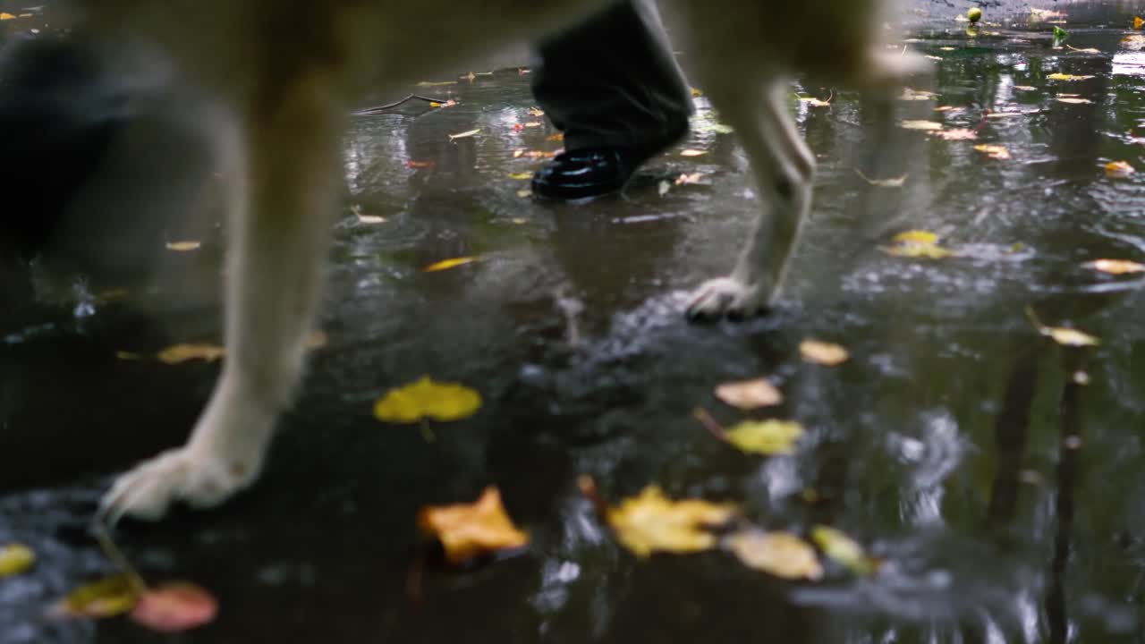 Man walks with a dog in rainy weather.