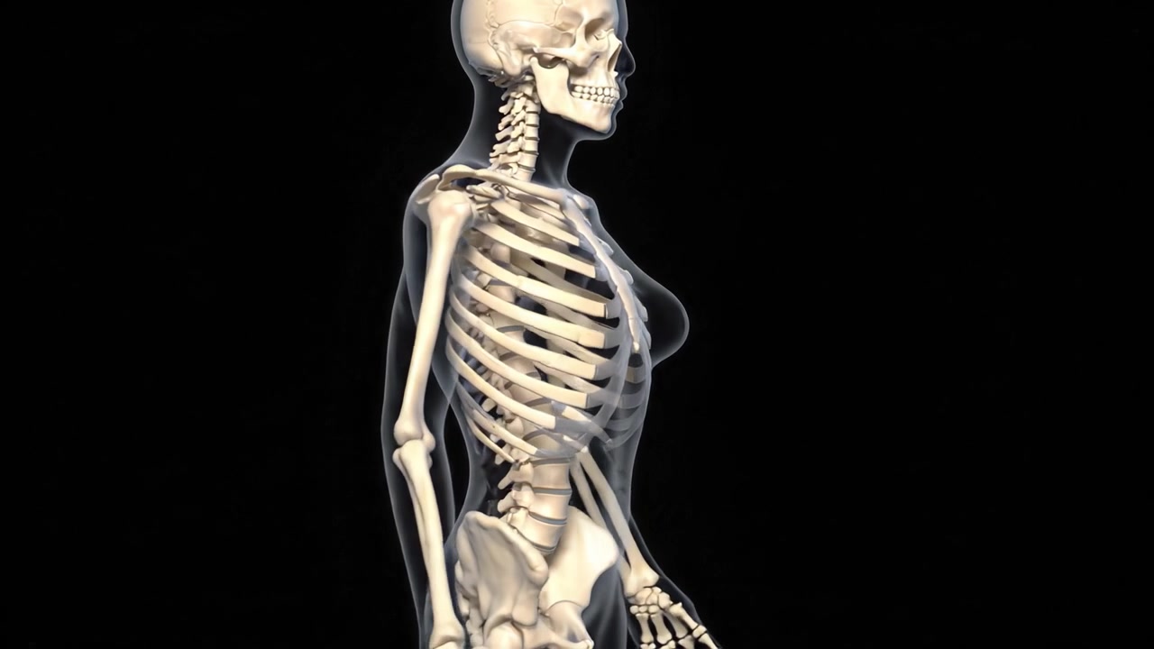 Detailed Anatomical Representation of the Human Skeleton: A Comprehensive Look at the Structure from Frontal and Dorsal Perspectives
