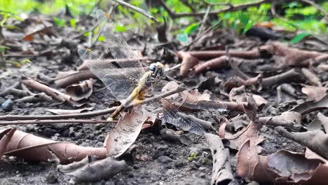 dragonfly sitting on the forest floor and buzzing with its wings