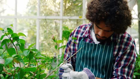 man removing twig from pot plant